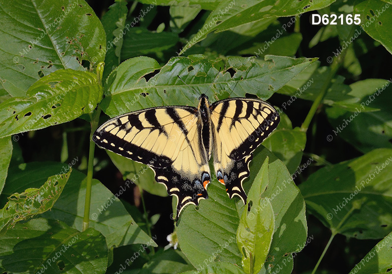 Eastern Tiger Swallowtail (Papilio glaucus)
